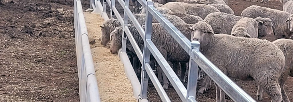 ClearWater Sheep Feed Trough